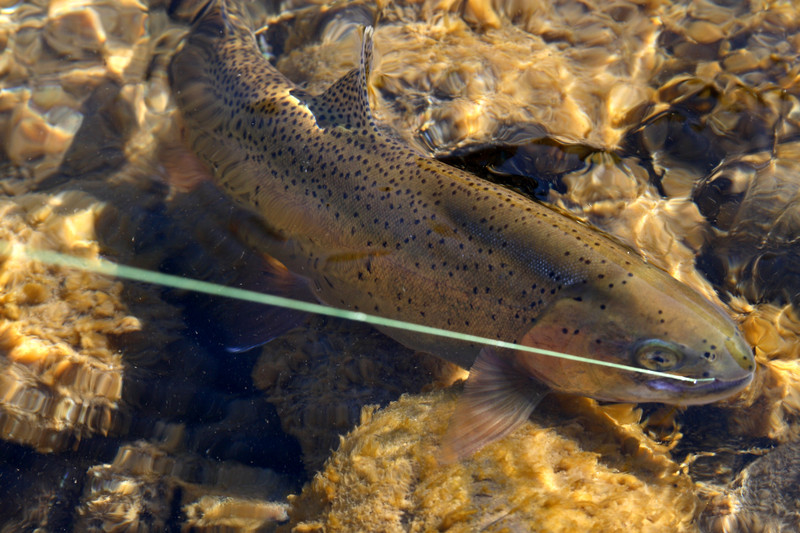 River Fly Fishing Tips How to fly fish