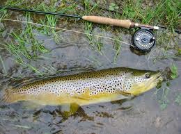 brown_trout