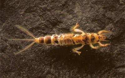 Mayfly Nymph