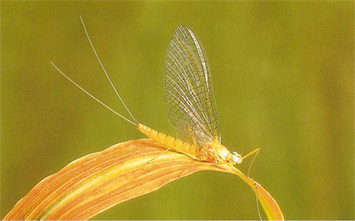 Yellow May Spinner