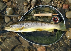 trout in a net