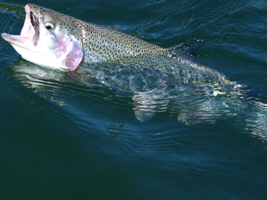 Rainbow Trout Fly Fishing Tips