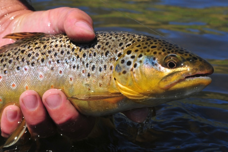 Best fly line for trout