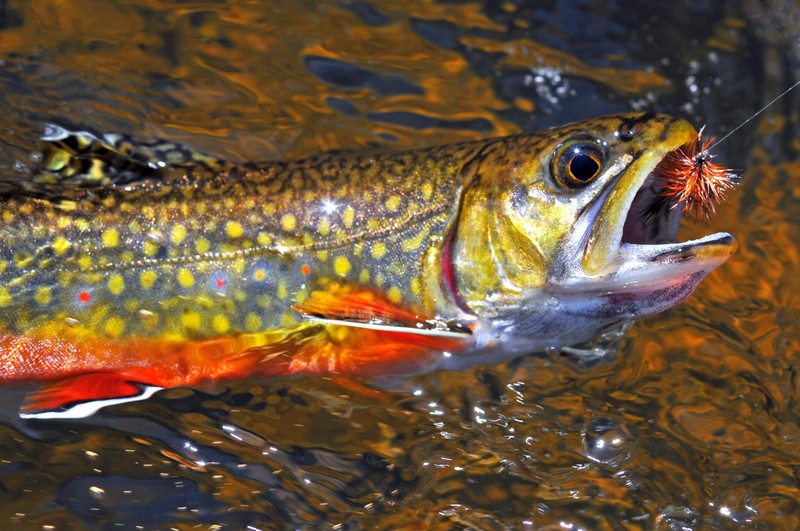 beginner fly fishing tips