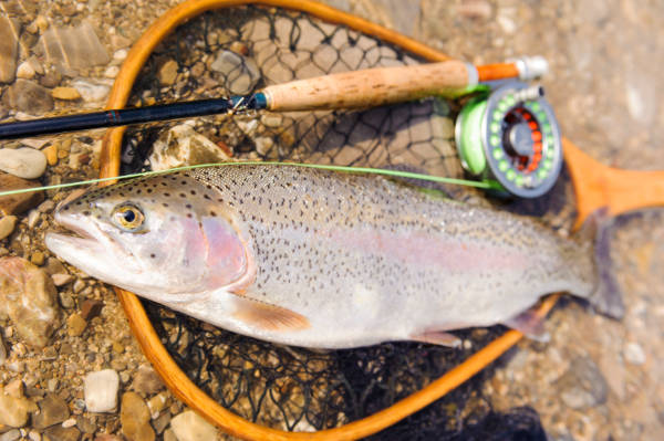 Fly Fishing Rods, Reels, and Combos - K&E Outfitters