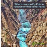 Where can you Fly Fish in Yellowstone National Park