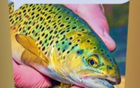 Casting into Adventure The Guide to Fly Fishing Success