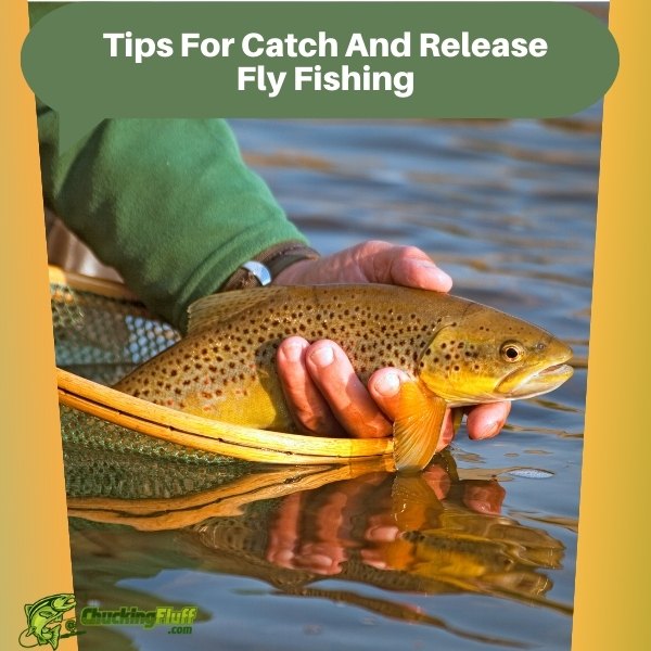Tips For Catch And Release Fly Fishing
