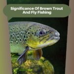 Significance Of Brown Trout And Fly Fishing
