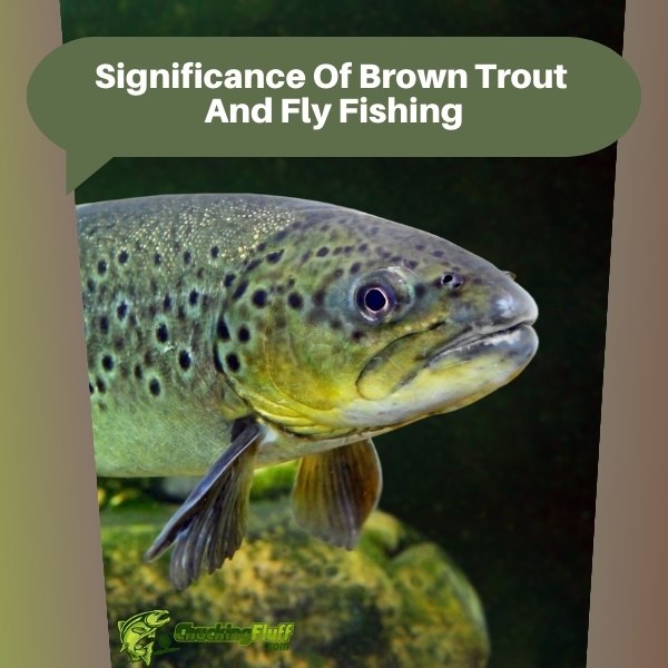 Significance Of Brown Trout And Fly Fishing