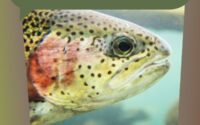 The Biology And Ecology Of Rainbow Trout