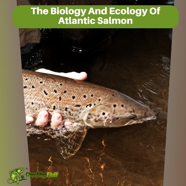 The Biology And Ecology Of Atlantic Salmon