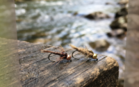 Fly Fishing Nymphing Techniques A Beginner's Guide